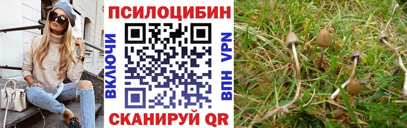 Псилоцибиновые грибы Psilocybine cubensis Купить Кизляр