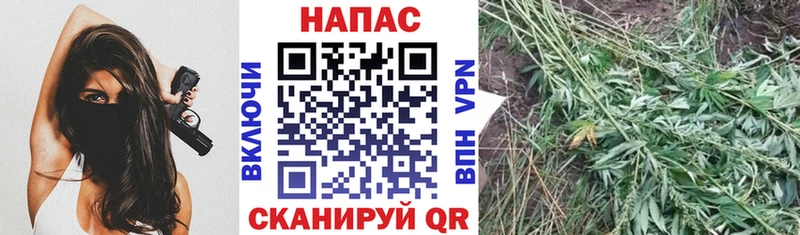 Шишки марихуана планчик  Купить  Кизляр 